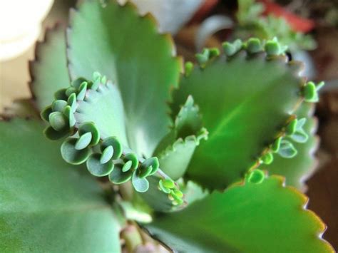 多子多孫植物|多子葉植物について 